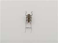 藏品(蘭嶼縱條長角天牛)的圖片